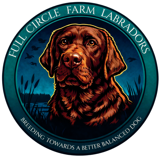 Customized Dog for Full Circle Farm Labrador Full Color Logo